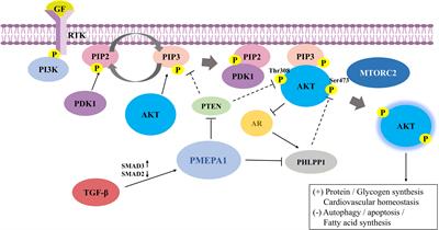 Prostate transmembrane androgen inducible protein 1 (PMEPA1): regulation and clinical implications